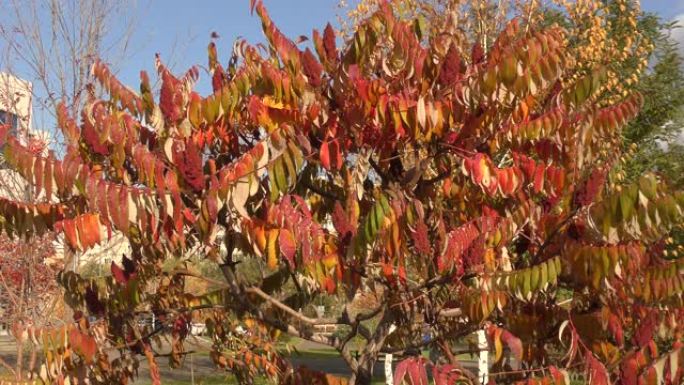 漆树的秋叶 (Lat. Rhus typhina)