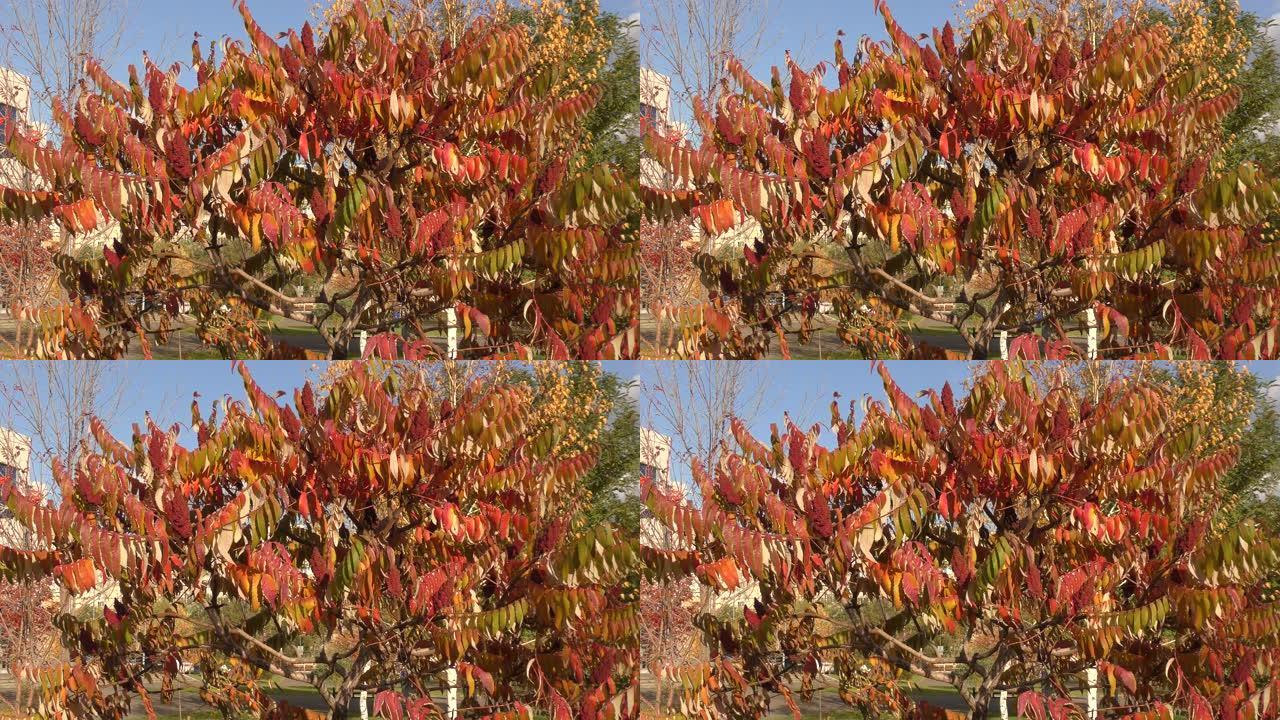 漆树的秋叶 (Lat. Rhus typhina)