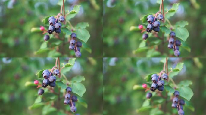 矮小的shadbush，chuckley pear或western juneberry是一种灌木，带