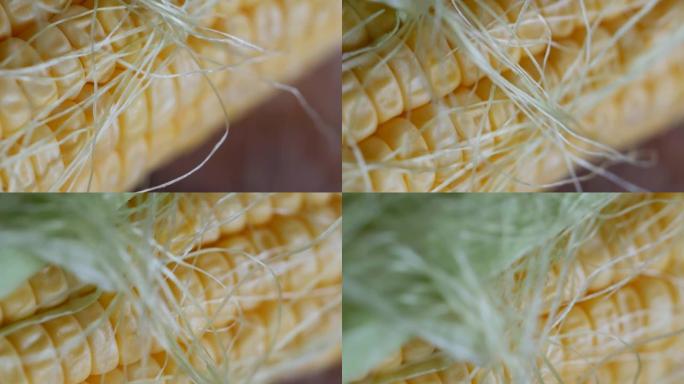 成熟的玉米穗，带有亮黄色的谷物。泽玛。玉米极限宏观特写