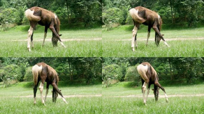 一匹在田野里吃草的马。