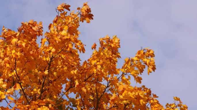 蓝天的秋天枫叶