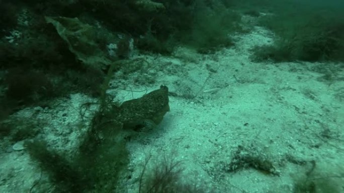 柠檬鞋底 (Microstomus kitt) 在长满褐藻的海底游泳
