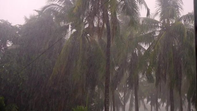 热带大雨侵袭着棕榈树。慢动作