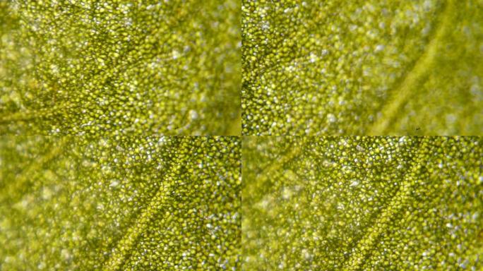 显微镜下的叶绿体。植物细胞中的叶绿体。叶表面的细胞结构图，在显微镜下显示植物细胞以进行教育。显微镜下