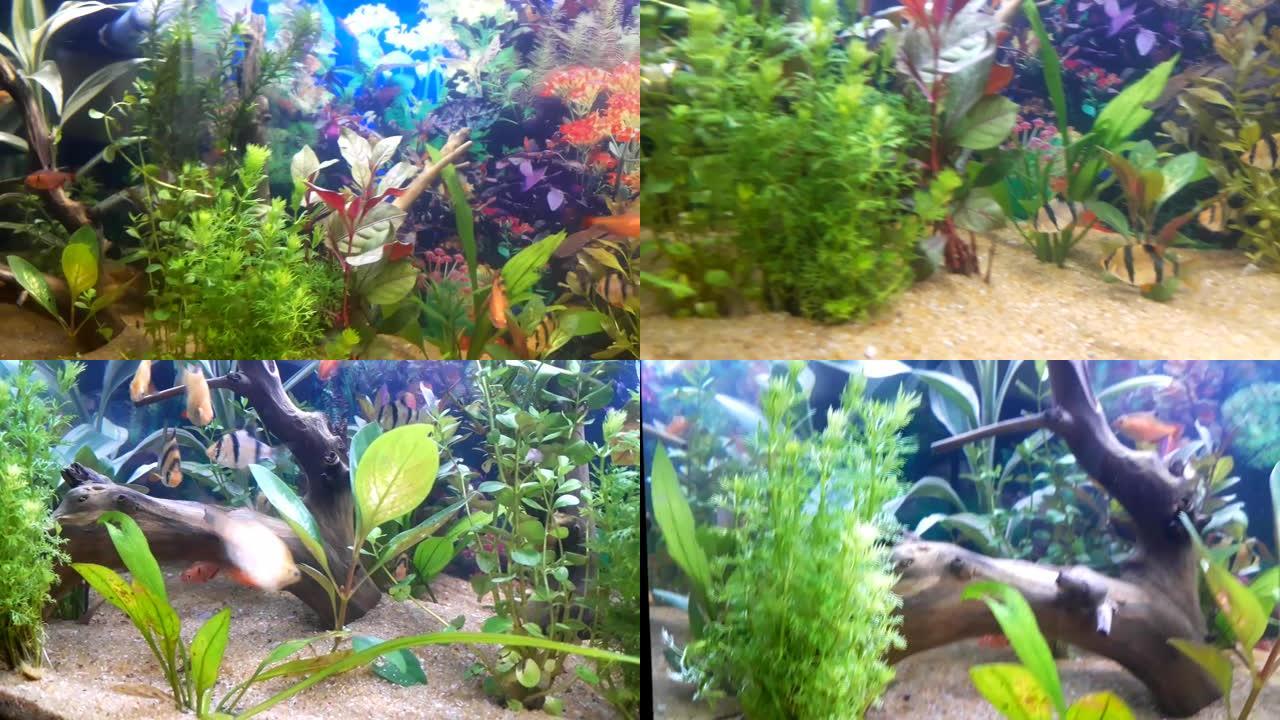 种植精美的水族馆鱼缸