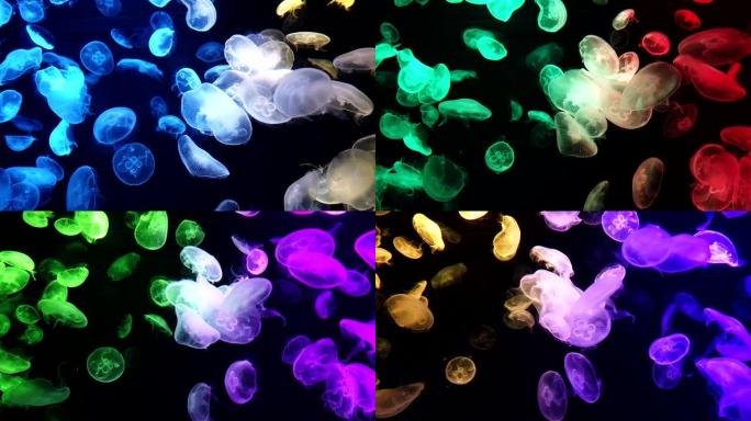 水母在荧光照明下变色