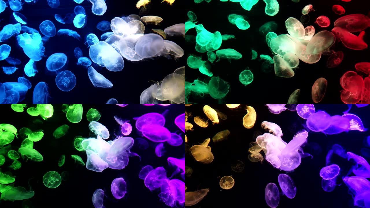 水母在荧光照明下变色