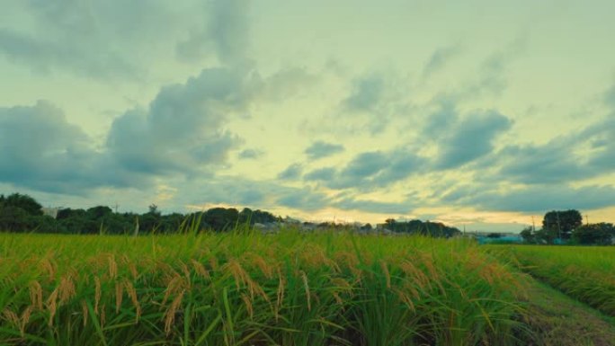 横滨近郊稻田生长的水稻和黄昏的天空