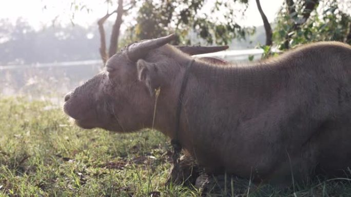 稀有的白化水牛或亚洲水牛，粉红色的皮肤上有肮脏的干泥，躺在绿草地上，咀嚼着cud，拍打着耳朵，会对成