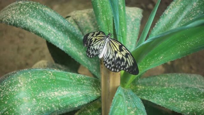 纸风筝或大树若虫蝴蝶的特写。马利筋蝴蝶坐在植物上。