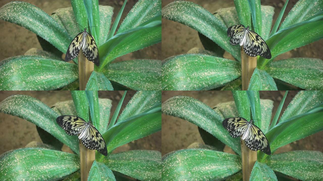 纸风筝或大树若虫蝴蝶的特写。马利筋蝴蝶坐在植物上。