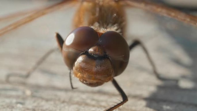 棕色蜻蜓眼睛的宏观镜头
