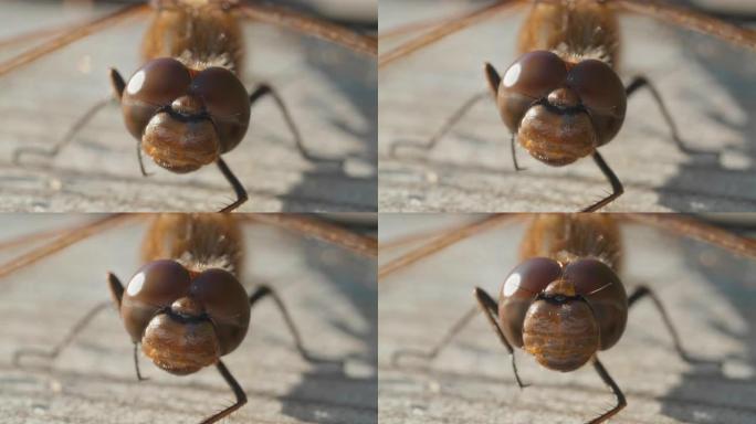 棕色蜻蜓眼睛的宏观镜头