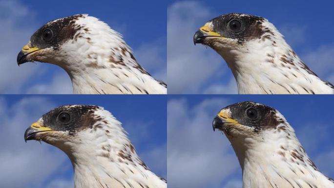 Honey Buzzard，pernis apivorus，成人负责人，法国诺曼底，慢动作4K