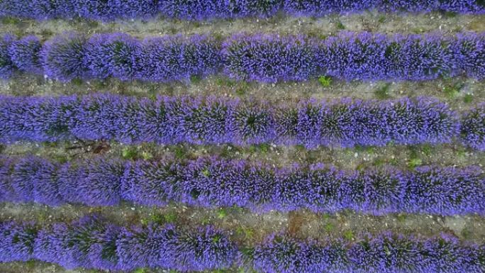 紫色花朵的薰衣草植物在农田上一排排种植。鸟瞰图