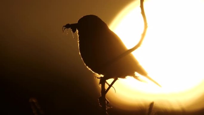 Whinchat (Saxicola rubetra) 唱歌的鸟和太阳