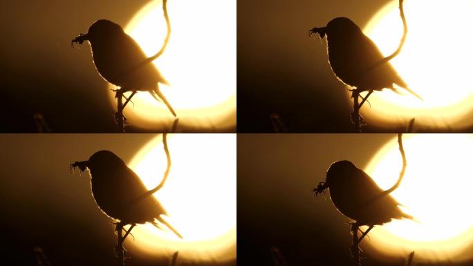 Whinchat (Saxicola rubetra) 唱歌的鸟和太阳