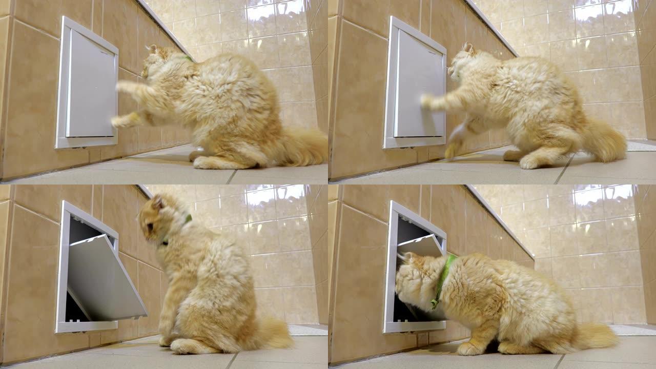 有趣的姜猫在浴室里玩耍