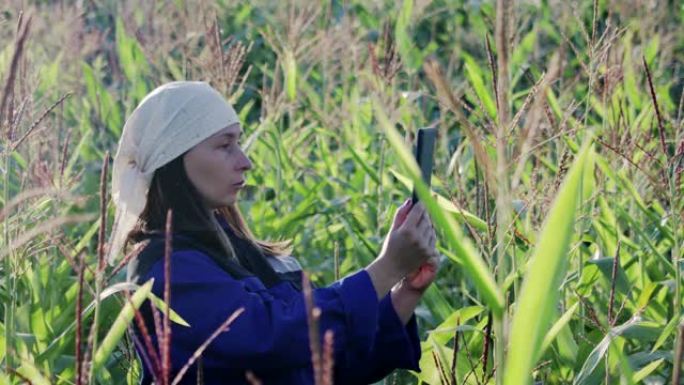 在农业栽培玉米田上穿着平板电脑的工作服的女农艺师