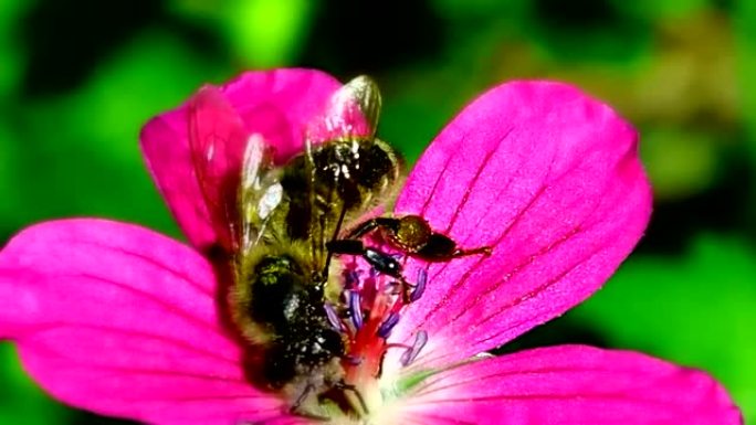 蜜蜂授粉吸食花蜜和花粉。