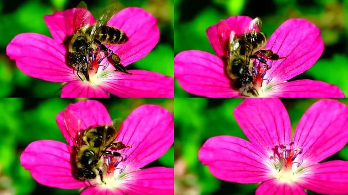 蜜蜂授粉吸食花蜜和花粉。