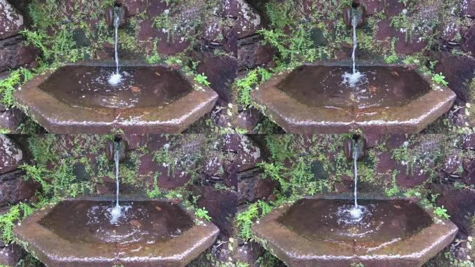 马德拉月桂树森林特写。旅游步道Levada Fontaines 25 (25个喷泉)。