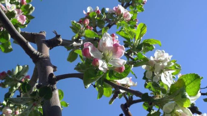 盛开的苹果树上的苹果花特写