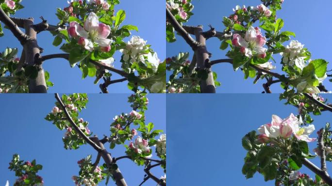 盛开的苹果树上的苹果花特写
