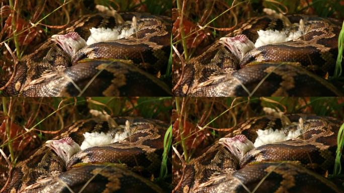 大自然中五颜六色的大蟒蛇。用蟒蛇抓一只鸡。