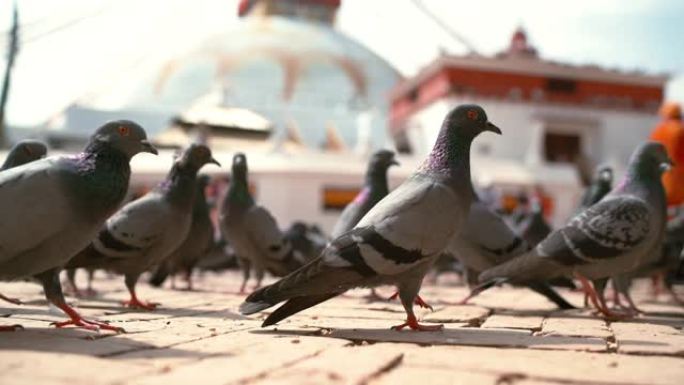 在尼泊尔加德满都的Boudhanath佛塔背景下，大型鸽子在人行道上行走和飞行的慢动作镜头。