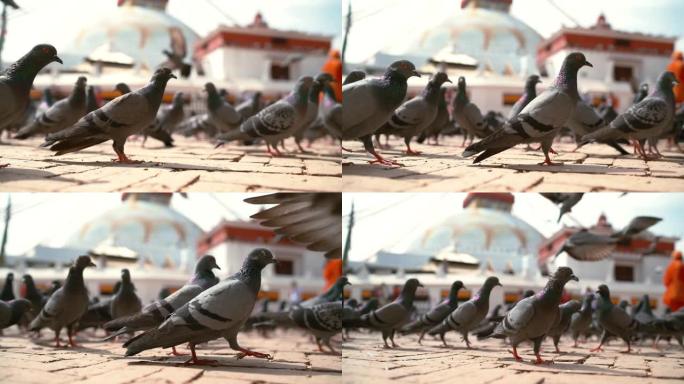 在尼泊尔加德满都的Boudhanath佛塔背景下，大型鸽子在人行道上行走和飞行的慢动作镜头。