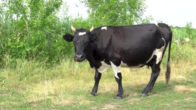 黑牛在树木附近的草地上放牧