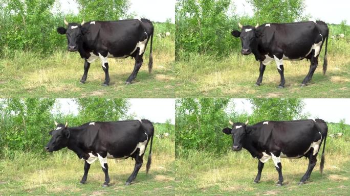 黑牛在树木附近的草地上放牧