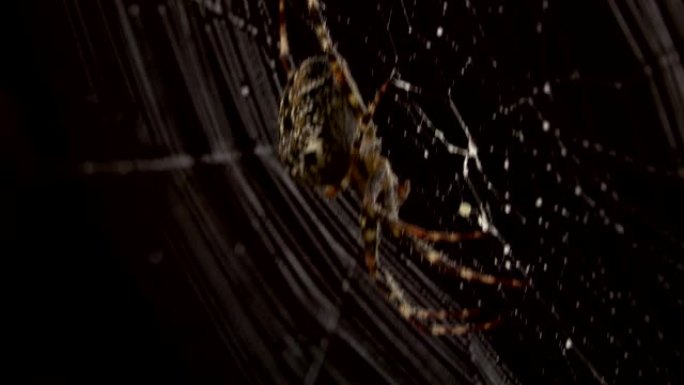 蜘蛛网中间的蜘蛛