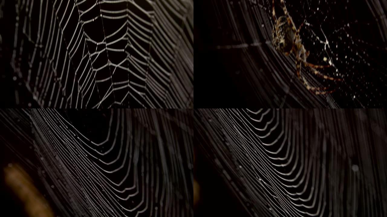 蜘蛛网中间的蜘蛛