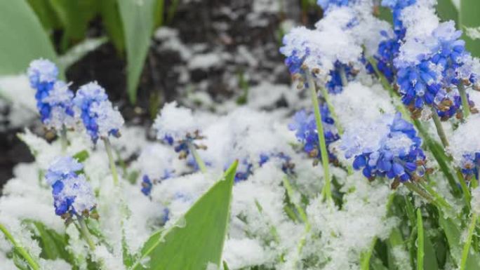 雪下的蓝色麝香花