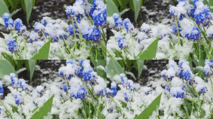 雪下的蓝色麝香花