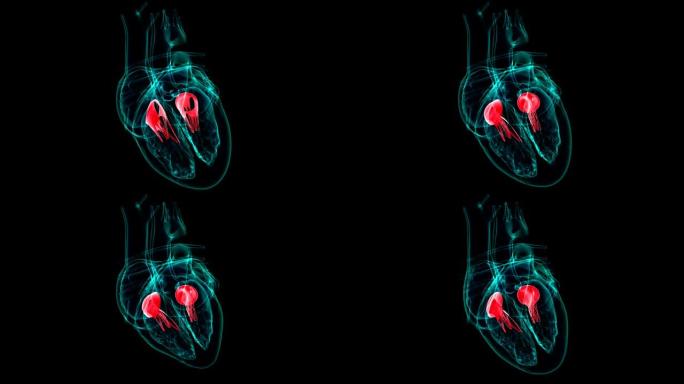 心脏解剖三尖瓣和二尖瓣医学概念3D