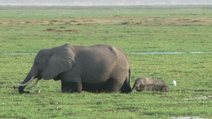 一头小象在母亲身后吃东西