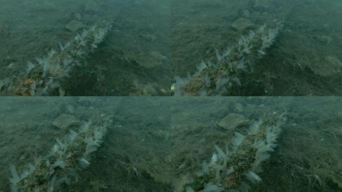 锚链长满了海鞘群透明海鞘或黄色海鞘 (Ciona intestinalis，Ascidia inte