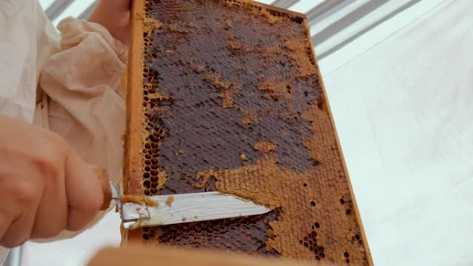 女养蜂人解开蜂窝。一把特写刀在蜂巢制成的框架上打开带有蜂蜜的蜂窝。