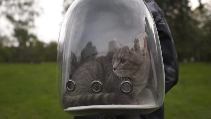 公园里徒步旅行的人背着透明背包和猫。男性旅行与动物在透明的宠物背包。载体透气胶囊运输宠物。小猫去泡泡
