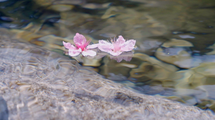 落花流水-桃花在河流中飘流