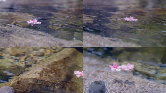 落花流水-桃花在河流中飘流