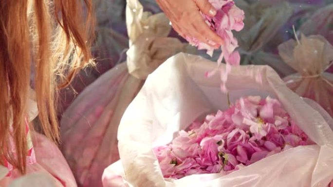 长发女孩从透明的袋子里拿出粉红色的玫瑰花瓣。特写。
