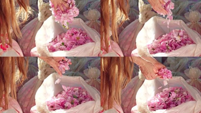 长发女孩从透明的袋子里拿出粉红色的玫瑰花瓣。特写。