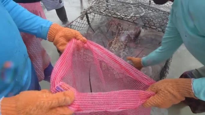 加勒比海渔民将龙虾放在网中。刚在加勒比海捕获