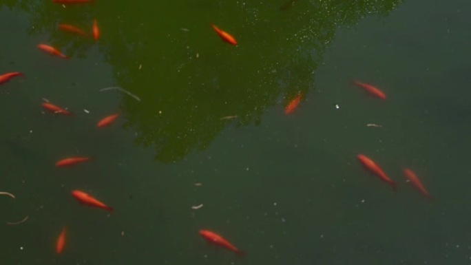许多小红鱼在浅湖中游泳。高质量全高清镜头。
