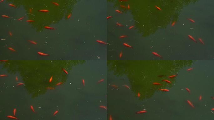 许多小红鱼在浅湖中游泳。高质量全高清镜头。